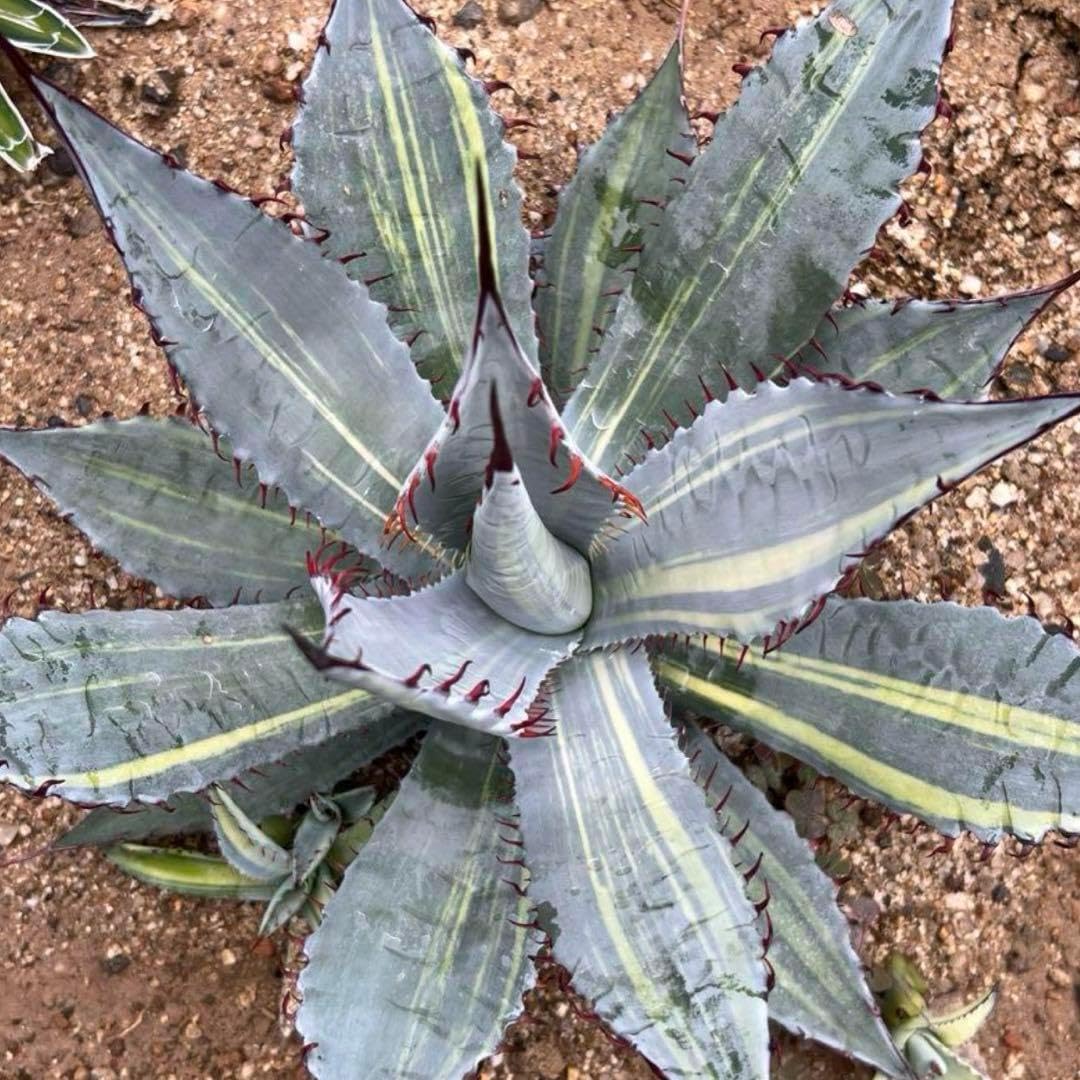 アガベ　屈原の舞扇錦　極上縞斑子株！ アガベ 屈原の舞扇錦 極上縞斑子株！ アガベ 屈原の舞扇錦 極上縞斑子株！